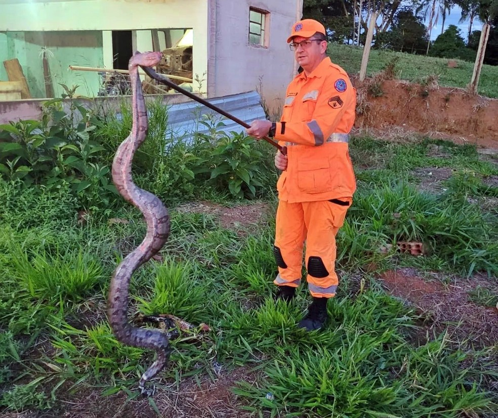 Jiboia é capturada comendo galinha em sítio, na zona rural de Guaxupé, MG — Foto: Corpo de Bombeiros