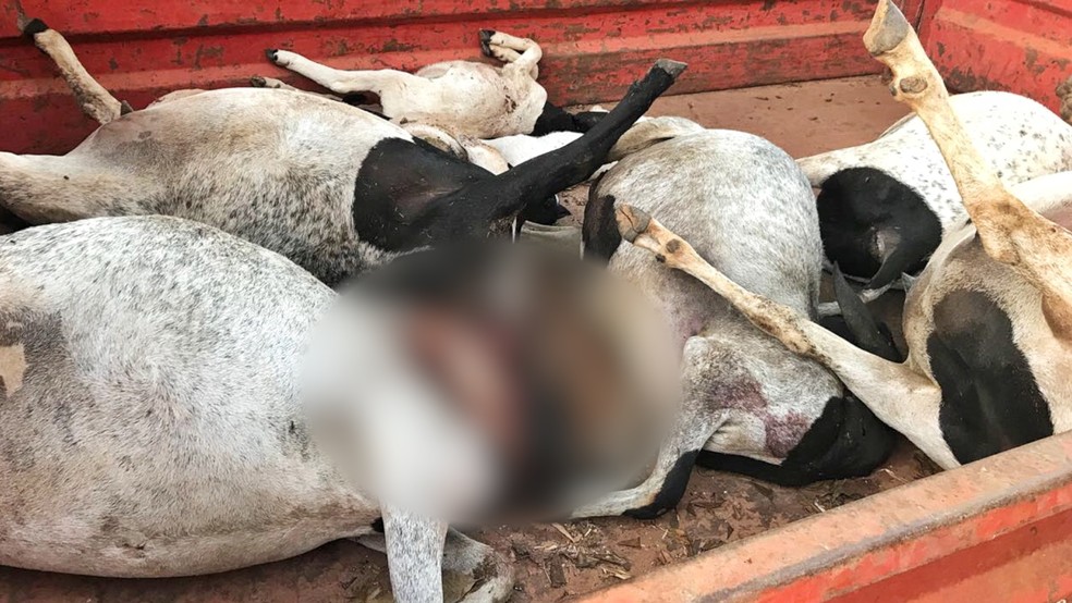 Carneiros foram encontrados com marcas de ataque de onça, que atingem os animais no pescoço (Foto: Arquivo pessoal )