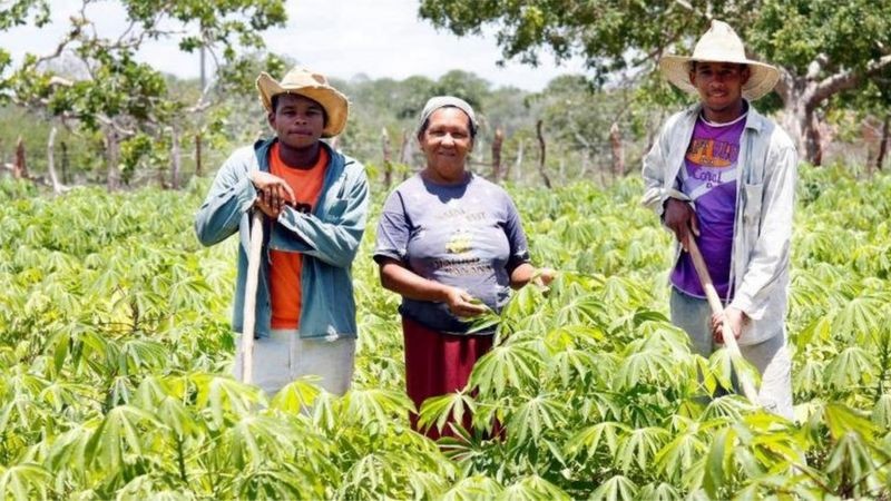 Roça de mandioca na Bahia; agricultura familiar responde por 80% do valor da produção do tubérculo no Brasil (Foto: Governo da Bahia via BBC News)