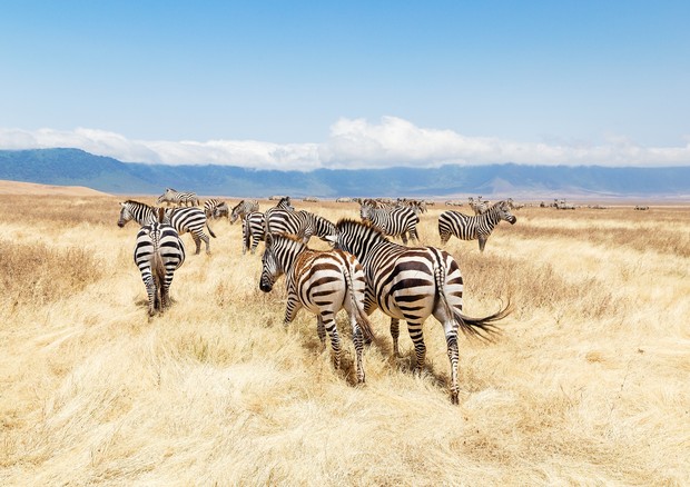 Zebras (Foto: Getty Images)