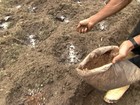 Pequenos agricultores apostam na produção de adubo para hortaliças