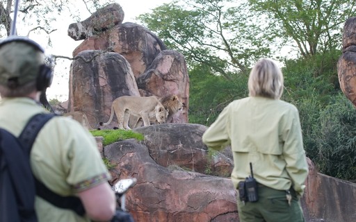 Disney Lanca Serie Sobre Bastidores Dos Parques Do Animal Kingdom Revista Galileu Cultura