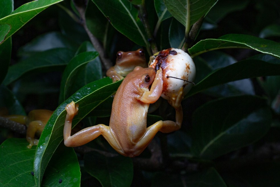 O artigo também comprovou que a perereca é capaz de se alimentar de frutas maiores do que se pensava  — Foto: Henrique Nogueira