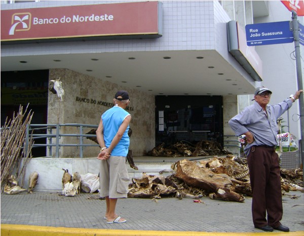 Carcaças de gado foram colocadas em frente ao Banco do Nordeste em Campina Grande (Foto: Taiguara Rangel/G1)