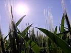Previsão da Conab é de novo recorde na produção de grãos