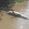 Foto: (Jacarés são encontrados mortos e sem os rabos em rios do Pantanal de MT / Camila Sacal)