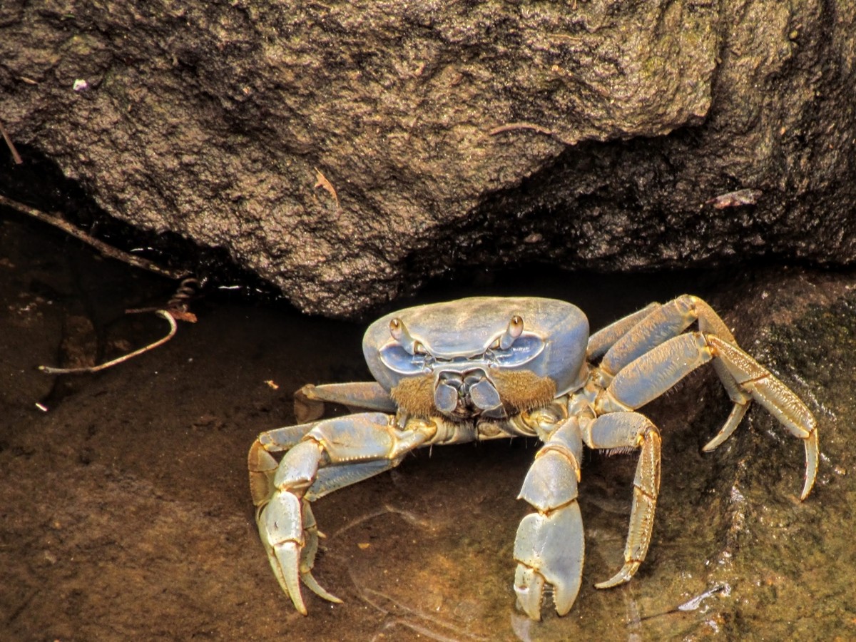 Pesquisadores da Universidade Federal de Uberlândia ajudam a avaliar riscos de extinção de crustáceos na Bacia do Rio Doce | Triângulo Mineiro