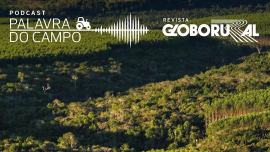 Podcast: Como incentivar o desmatamento zero no Brasil?