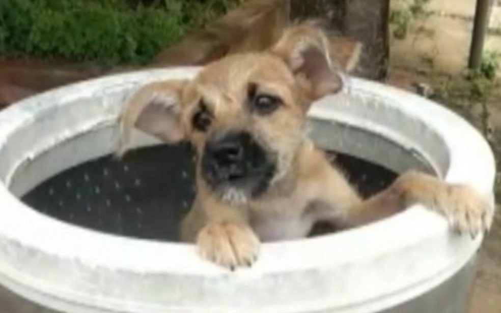 Cadela é abandonada dentro de lata de lixo em Anápolis, Goiás — Foto: Reprodução/TV Anhanguera