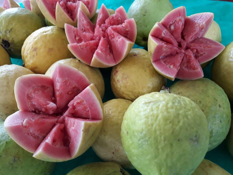 Goiabas colhidas por produtores locais para a Festa da Goiaba — Foto: Emater/Divulgação