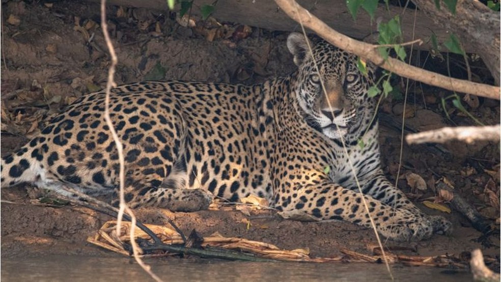 Nas proximidades de parque tomado por fogo, onça-pintada descansa embaixo de sombra — Foto: Gustavo Figueirôa/SOS Pantanal/BBC