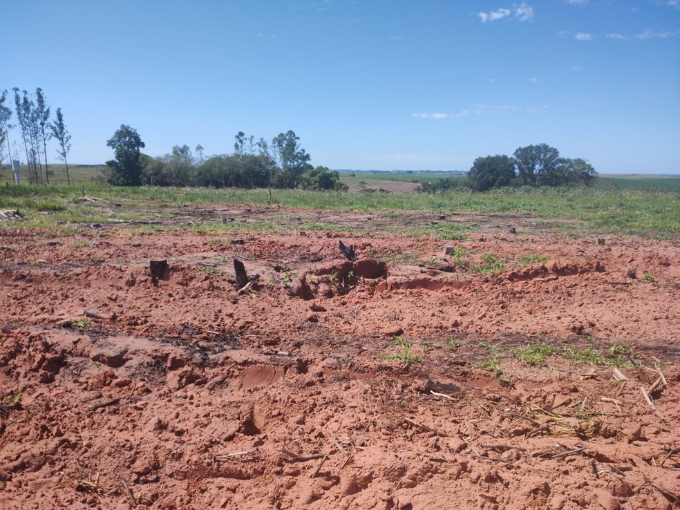 Sitiante foi multado em mais de R$ 64 mil por uso de fogo em vegetação, em Junqueirópolis (SP) — Foto: Polícia Militar Ambiental
