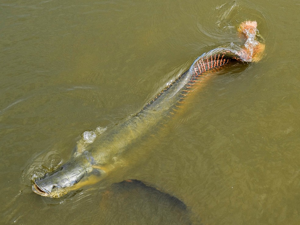 Pesca do pirarucu foi liberada no dia 30 de abril em Rondônia — Foto: Nanimiranda/Inaturalist