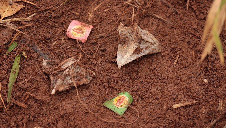 Saquinhos de chá enterrados são usados para avaliar a qualidade do solo (Foto: Luiz Paiva)