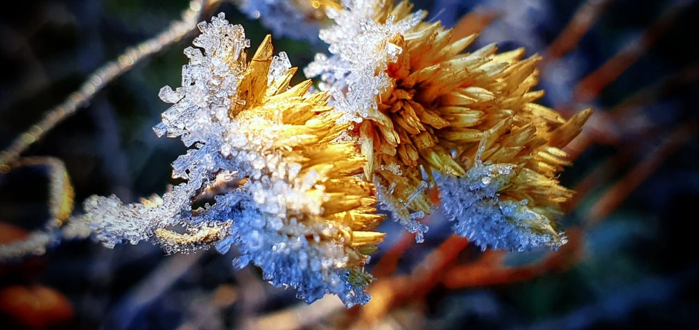 Geada na manhã desta quarta-feira em São Joaquim — Foto: Mycchel Legnaghi/ São Joaquim Online