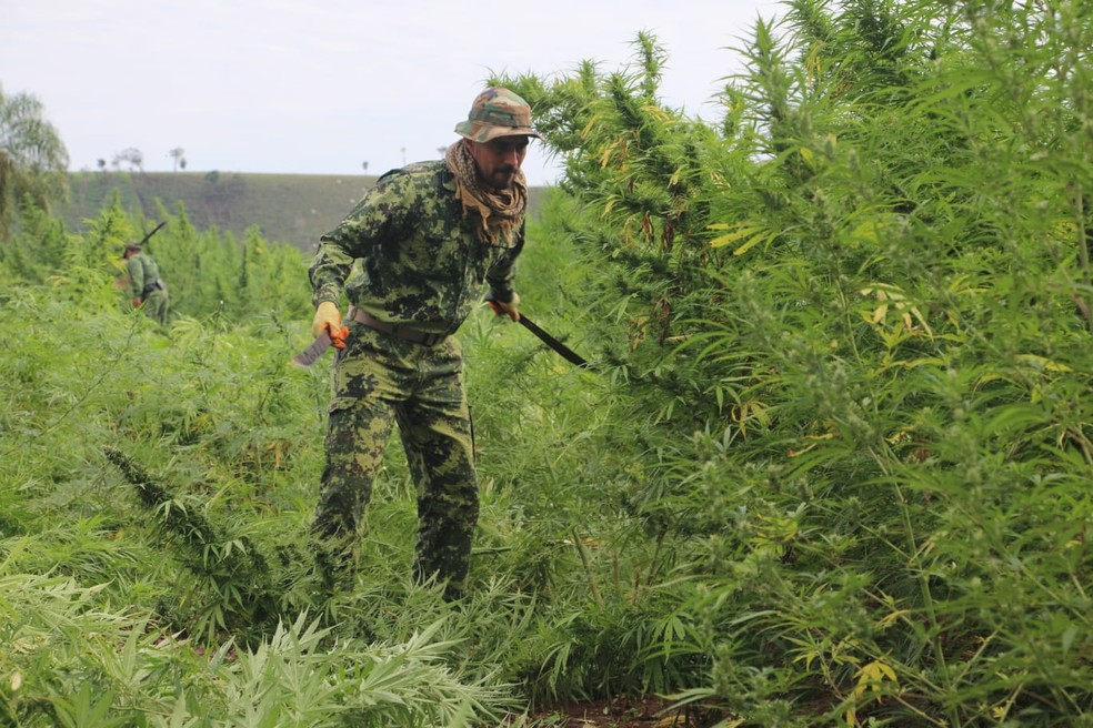 Operação destruiu cerca de 449 toneladas de maconha — Foto: Divulgação