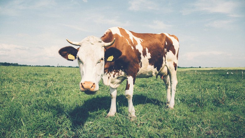 vaca-leite-bovino (Foto: Pexels)