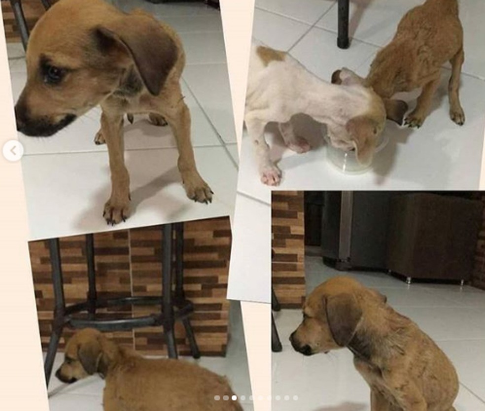 Filhotes estão bem e disponíveis para adoção no Piauí — Foto: Instagram/@apapi_picos