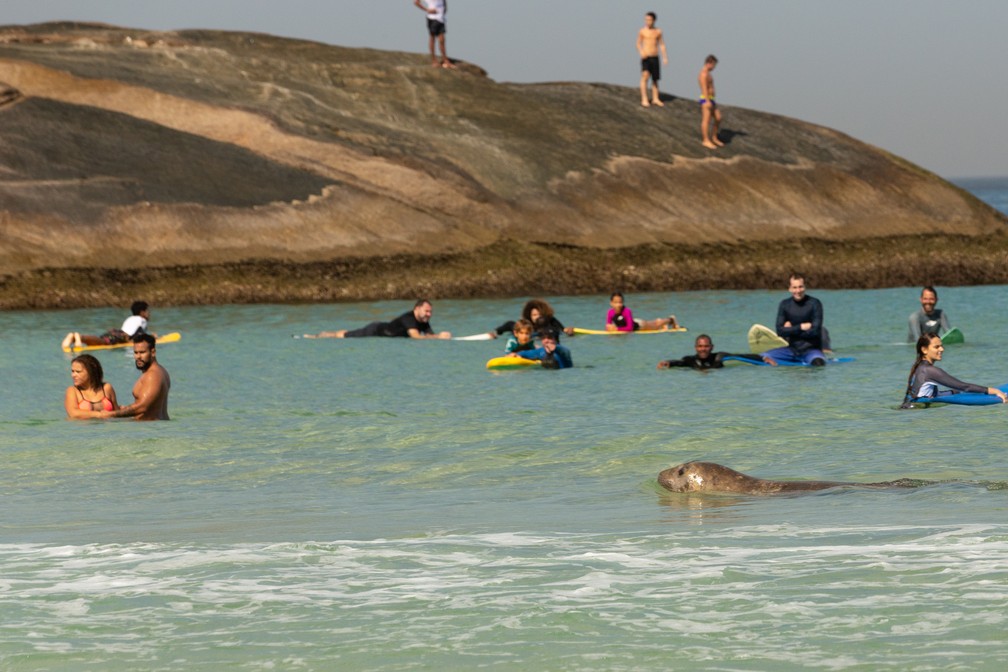Elefante-marinho nada entre surfistas na Praia do Arpoador — Foto: Helena Barreto/Arqvuio pessoal