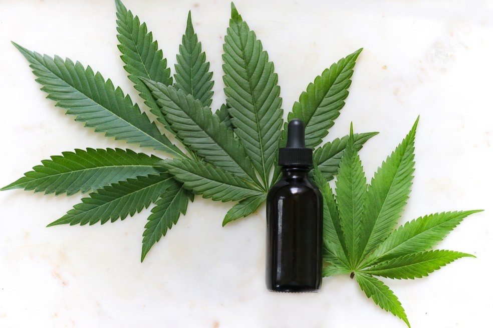 Planta de 'Cannabis sativa', da qual é possível extrair o canabidiol — Foto: Kimzy Nanney/Unsplash