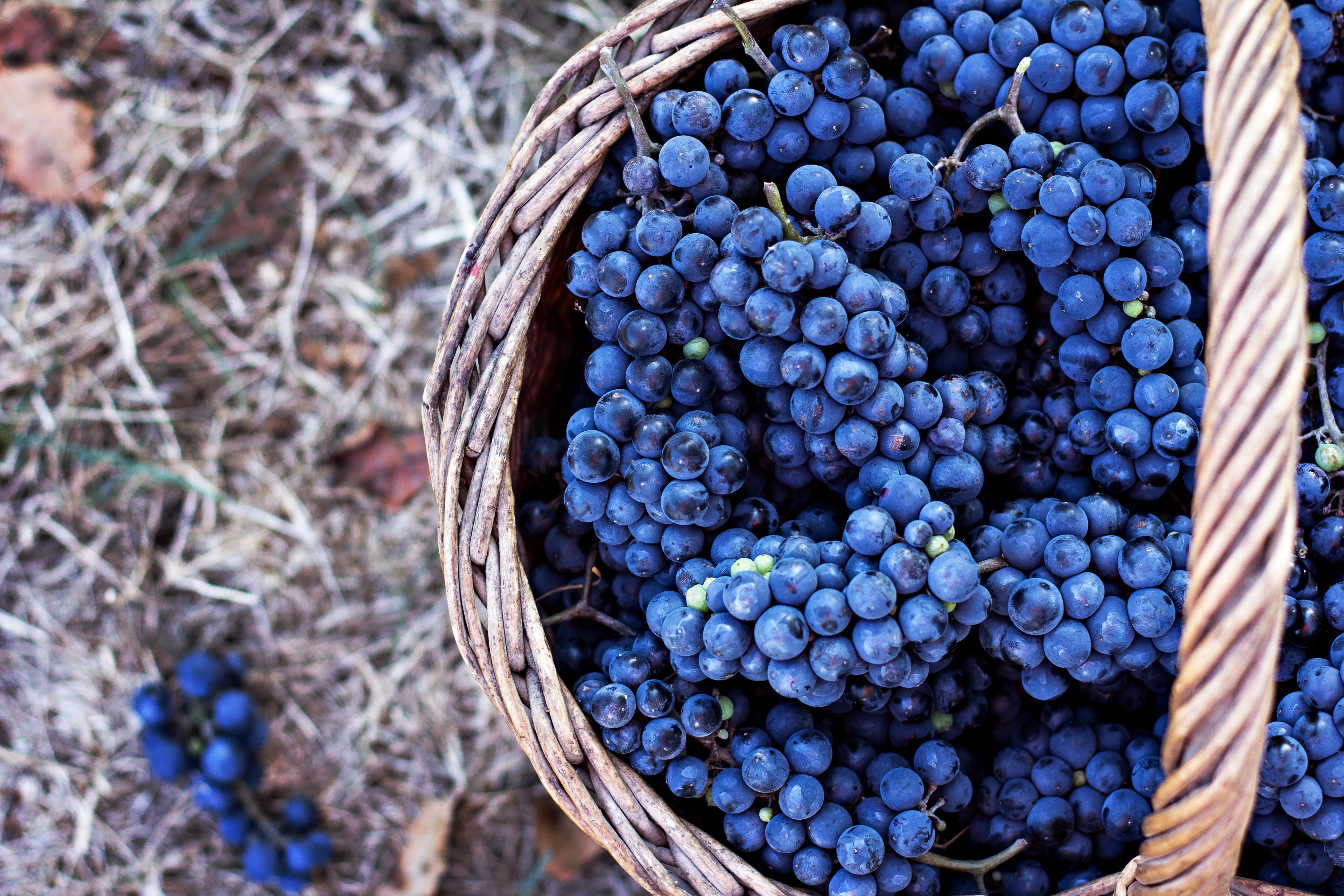 , a uva do momento (Foto: Reprodução)