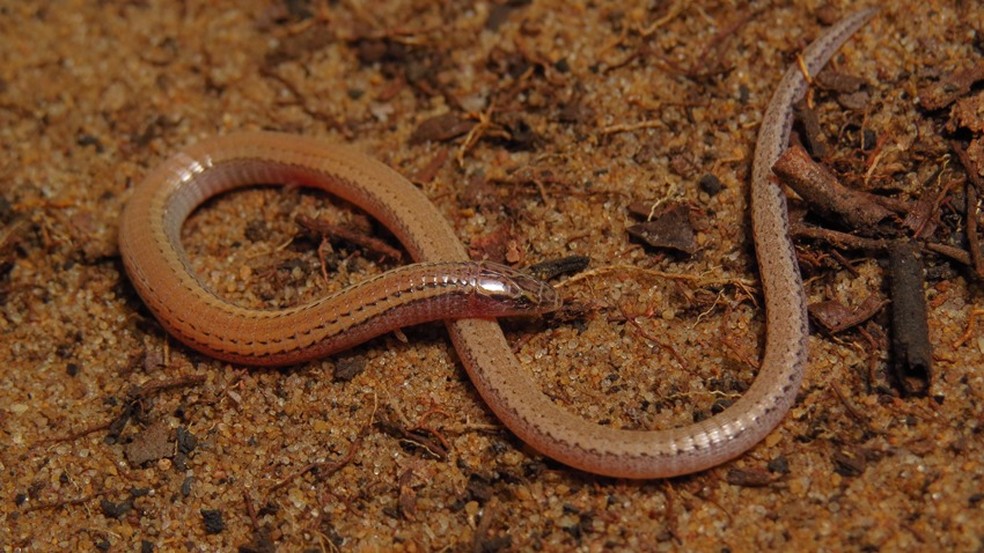 Réptil foi encontrado em apenas duas ocasiões durante a pesquisa — Foto: Mauro Teixeira Júnior/ICMbio