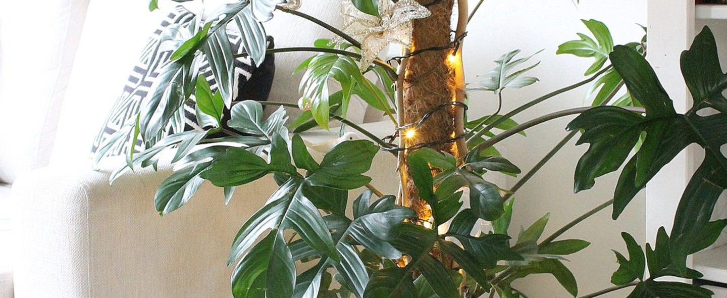 Árvore de Natal com plantas naturais: veja 6 espécies perfeitas! - Casa  Vogue | Paisagismo