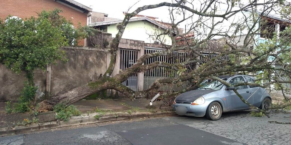 Carro atingido por árvore no Jardim Estoril, em Campinas — Foto: Defesa Civil