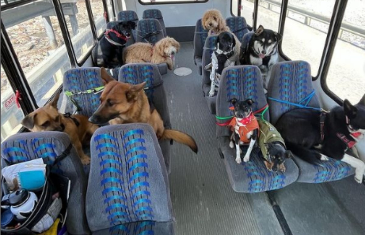 Mo e Lee possuem um ônibus adaptado para transportar os cães em segurança (Foto: Instagram / Reprodução / @mo_mountain_mutts)