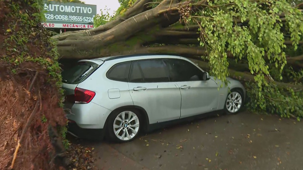 Árvore caiu sobre quatro veículos na quadra 704 norte, devido à forte chuva desta terça-feira (26) — Foto: TV Globo/Reprodução