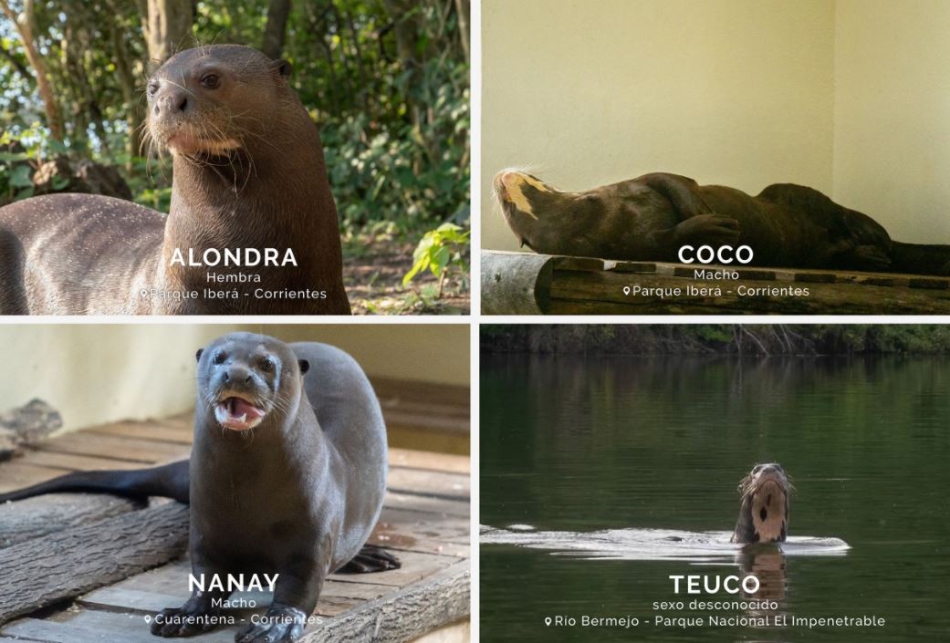 As quatro lontras gigantes remanescentes: Coco (macho), Alondra (fêmea), Nanay (macho) e Teuco (sexo desconhecido) (Foto: Fundação Rewilding Argentina)
