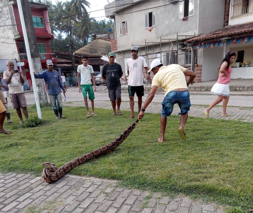 Cobra de quase três metros é encontrada por moradores no sul da Bahia — Foto: Corpo de Bombeiros