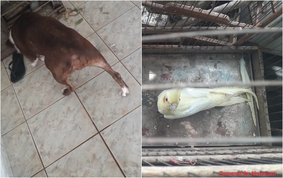Homem é multado em R$ 27 mil por maus-tratos a animais em Fernandópolis — Foto: Divulgação/Polícia Militar Ambiental 