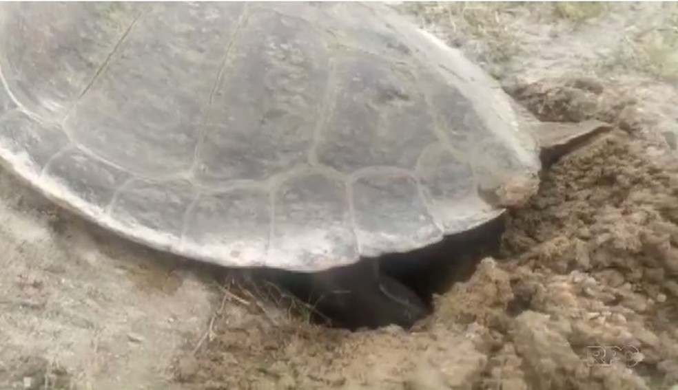 Cágado fez um ninho na área de quadras de vôlei do Parque Barigui — Foto: Reprodução/RPC