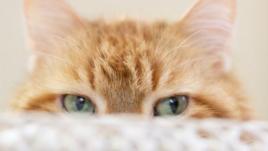 Desvendando os segredos dos gatos: por que esses pets são tão populares?