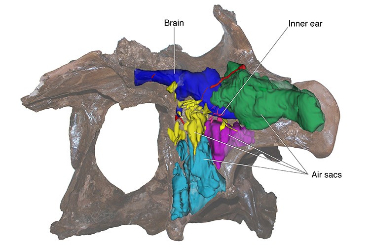 Tomografia computadorizada da caixa craniana do Daspletosaurus torosus, indica a localização do cérebro (azul escuro), ouvido interno (rosa pink) e sacos de ar (verde, rosa claro, azul claro e amarelo). (Foto: Tetsuto Miyashita © Canadian Museum of Nature)