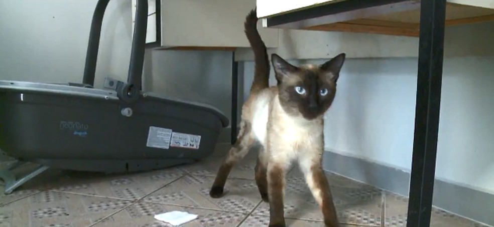 Cuidados com fogos de artifício devem ser tomados em relação aos gatos também. — Foto: Reprodução/NSC TV