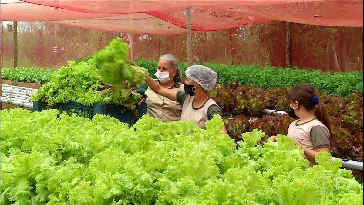 Produtora de Goiás cria 'barraca da honestidade' para melhorar as vendas de hortaliças e verduras thumbnail