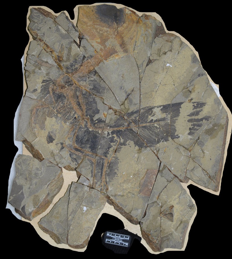 Fóssil localizado na China (Foto: Divulgação)