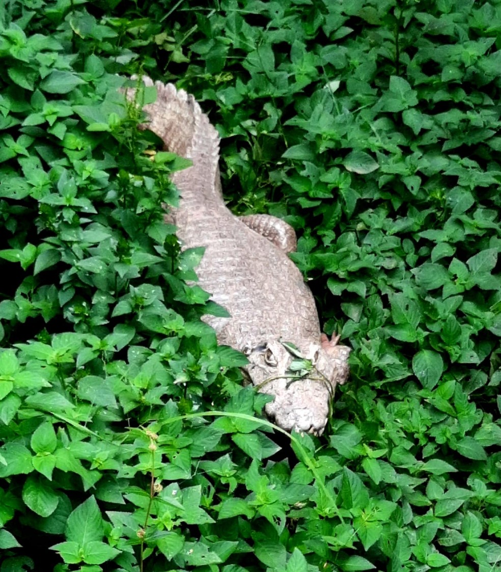 Animais na UFMT enfrentam escassez de alimentos após cortes orçamentários — Foto: Sérgio Borges/TV Centro América