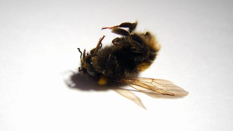 abelha-morta-colapso-das-abelhas-apicultura-biodiversidade (Foto: Dan Foy/CCommons)