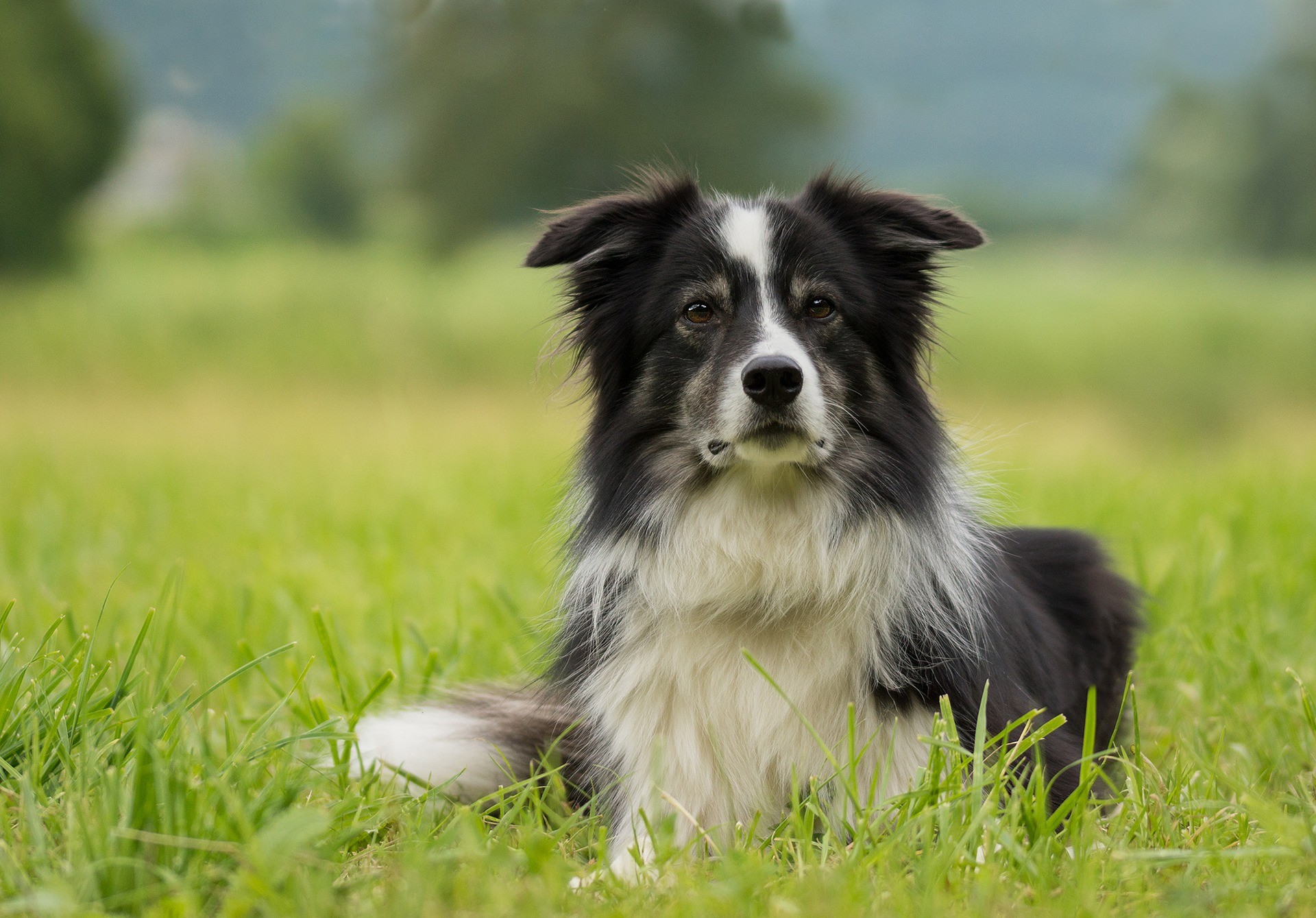 Antigo Cão de Pastor Inglês - Raças de Cachorros