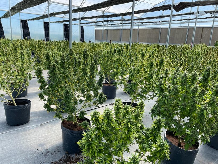 Plantação de cannabis da PUCMED, no Uruguai