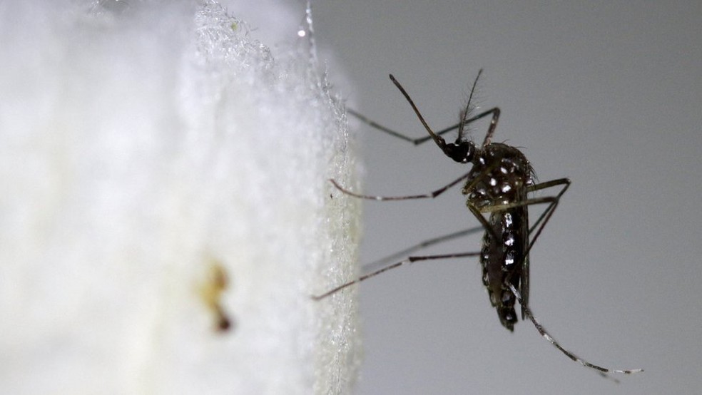 Santo Antônio de Posse (SP) decreta "guerra" ao mosquito Aedes aegypti (Foto: Reuters)