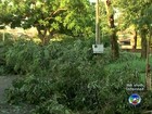 Chuva com ventos fortes derruba árvores em bairros de Rio Preto