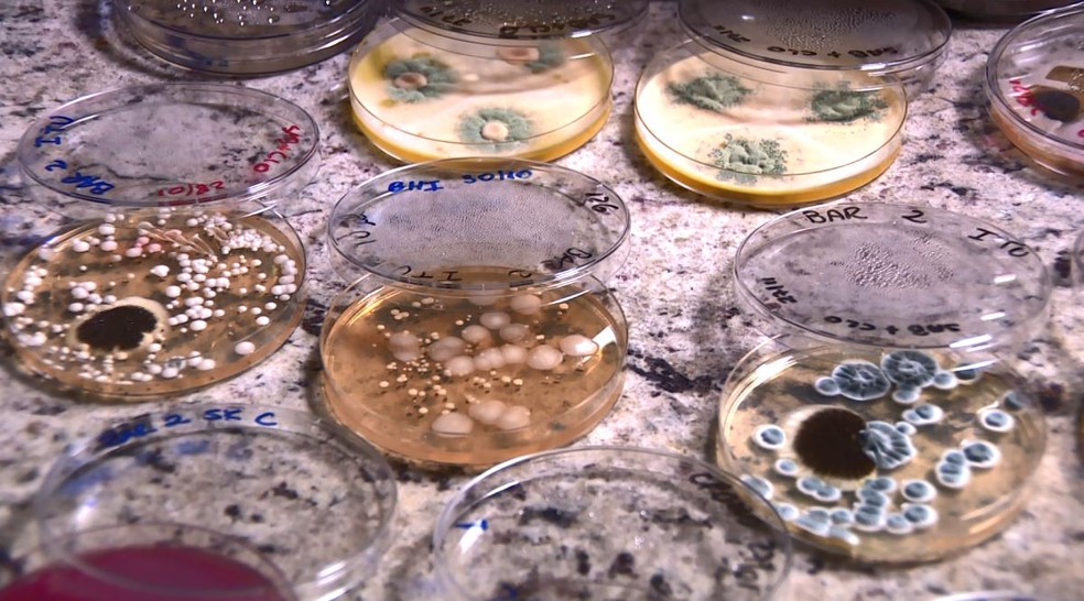 Bactérias e fungos foram encontrados em latinhas de bebidas por pesquisadora de Campinas — Foto: Reprodução/EPTV