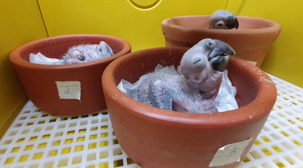 Três filhotes de arara-azul nasceram por incubação artificial em zoológico de Itatiba — Foto: Divulgação/Zooparque Itatiba
