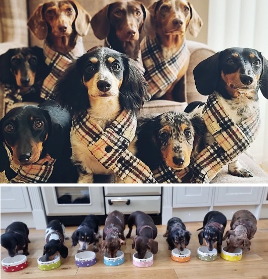 Família tem um total de oito cães (Foto: Reprodução/The Sun)