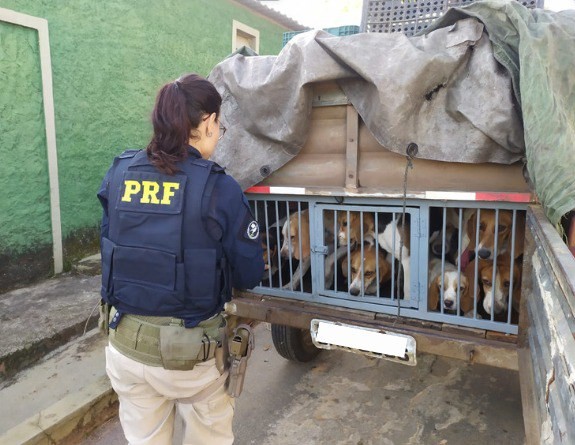 Sem água e ração e dentro de gaiola improvisada: PRF resgata quase 20 cães transportados em situação de maus-tratos na BR-381, em MG