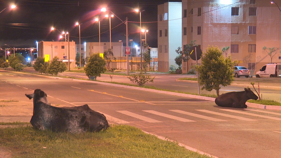 Vacas ocupam faixa de pedestres e pastam ao lado de UBS no Paranoá Parque, no DF — Foto: TV Globo/Reprodução